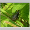 Liophloeus tesselatus - Wuerfelfleckiger Staubruessler 01.jpg